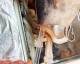 イカの捌き方(加熱調理用)作り方8写真