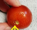 マグカップdeミニトマト湯剥き作り方3写真