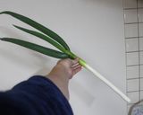 無農薬のねぎで作ったお好み焼き作り方2写真