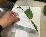韓国風　大葉の漬物作り方1写真