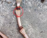 つくしの佃煮作り方1写真