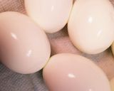 酢で煮る柔らか豚スペアリブ作り方1写真