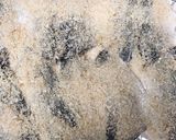 アジの香草パン粉焼きガーリックチーズ風味作り方5写真
