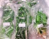 春の野草、下処理~保存作り方14写真
