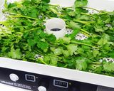 ドライパクチー/パクチーパウダーの作り方作り方2写真