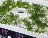 ドライチャービル/チャービルパウダー作り方3写真