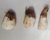 里芋の皮剥きのコツと、お好み焼き作り方3写真