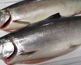 サクラマスのムニエル作り方1写真