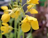 菜花とさつま揚げのお吸い物作り方1写真