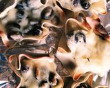 あずき茶作った後は…作り方3写真