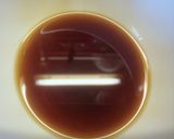 合わせ調味料でしゃきしゃき蓮根きんぴら作り方7写真