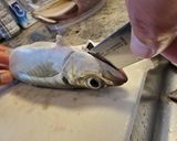 鯵のさばき方(干物作り)作り方4写真