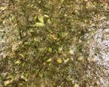 花が咲いたフキノトウの蕗味噌作り方3写真
