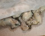 かき酢の酢がき作り方2写真