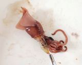 ほたるいかの炊き込みご飯作り方8写真