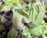 ふきのとうの佃煮作り方1写真