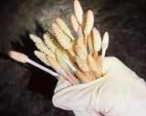 【春の息吹感じる】つくしトースト作り方2写真