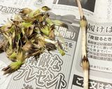 【春の息吹感じる】つくしトースト作り方4写真
