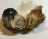 白バイ(貝)のオイルパスタ作り方4写真