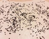 オーブンで焼く おせんべい作り方2写真