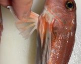 カナガシラの塩昆布和えと肝醤油刺し作り方2写真