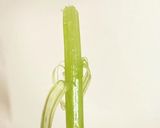 手を汚さずフキの筋むき作り方5写真