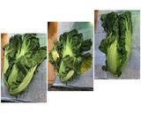 高菜の漬け方作り方1写真