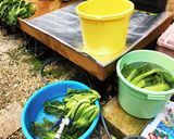 高菜の漬け方作り方4写真