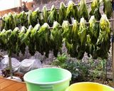 高菜の漬け方作り方6写真
