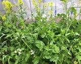 菜飯(ごま油炒め)作り方1写真