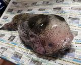 あっさりプルプルゴッコ汁作り方1写真