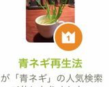 青ネギ再生法作り方5写真