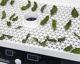 ドライバジルとバジルパウダーの作り方作り方3写真