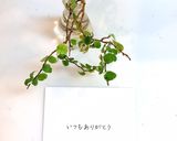 舞茸のチーズ蒸しレンジ簡単最強ダイエット作り方2写真