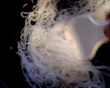 新じゃがと白滝のめんたいマヨ作り方2写真