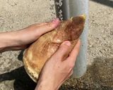 【初心者向け】たけのこの下処理・アク抜き作り方1写真
