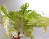 春キャベツの無理矢理ロールキャベツ作り方1写真