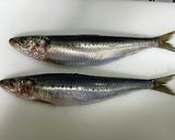 簡単☆手で捌かない鰯の捌き方(刺身まで)作り方1写真