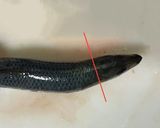 簡単☆手で捌かない鰯の捌き方(刺身まで)作り方3写真