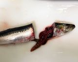 簡単☆手で捌かない鰯の捌き方(刺身まで)作り方4写真