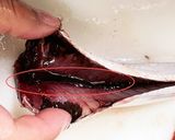 簡単☆手で捌かない鰯の捌き方(刺身まで)作り方6写真