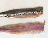 簡単☆手で捌かない鰯の捌き方(刺身まで)作り方15写真
