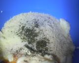 こんがり美味しい♪鮭のマヨたま焼き☆作り方2写真