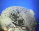 こんがり美味しい♪鮭のマヨたま焼き☆作り方2写真