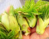 春の山菜ハリギリの天ぷら作り方1写真