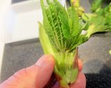 春の山菜ハリギリの天ぷら作り方2写真