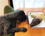 今が旬！たけのこの茹で方作り方1写真