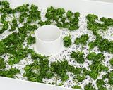 ドライパセリとパセリパウダーの作り方作り方3写真