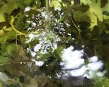 お年寄り絶賛シリーズ☆アケビ、新芽和え☆作り方3写真