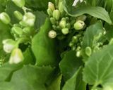 わさび菜の天ぷら作り方1写真